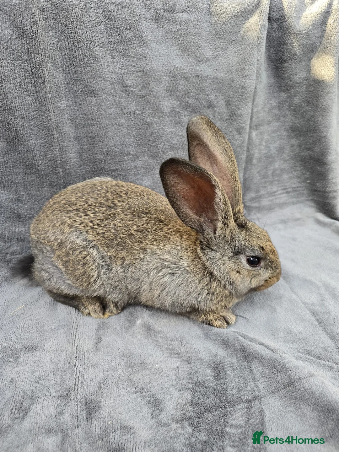 Continental Giant rabbits for sale: Baby giants  - Advert 16
