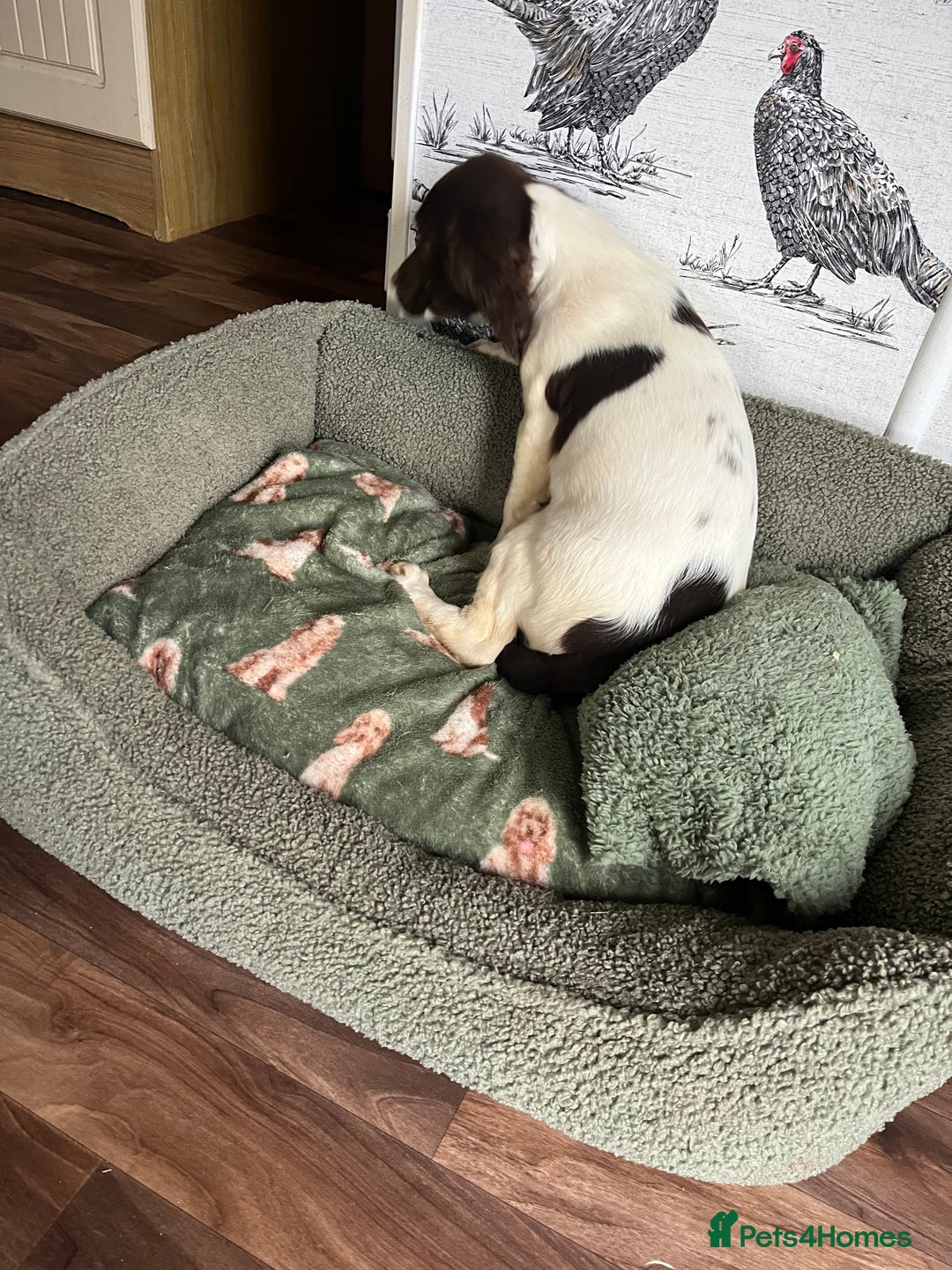 English Springer Spaniel dogs for sale: Working Springer Spaniel Bitch Pup - Advert 6