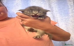 Ragdoll cats for sale: Ragdoll cross Norwegian forest cat - Image 2