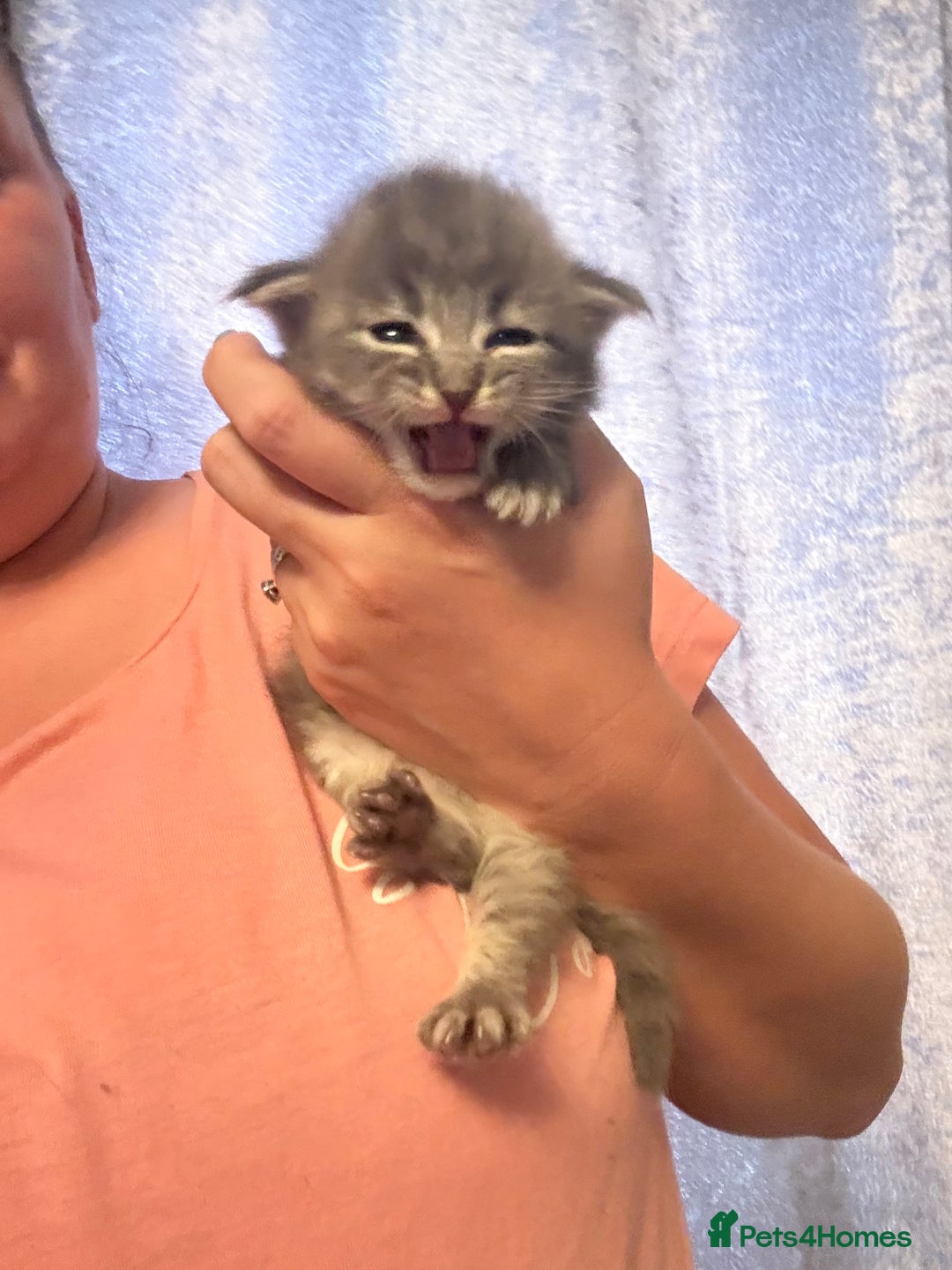 Ragdoll cats for sale: Ragdoll cross Norwegian forest cat - Image 2
