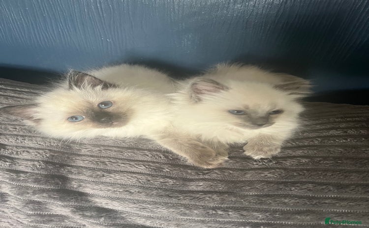 Ragdoll cats - Advert 4