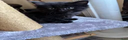 Mixed Breed cats for sale: 4 beautiful kittens 1 ginger boy 3 girls  in Burton-on-Trent - Advert 7