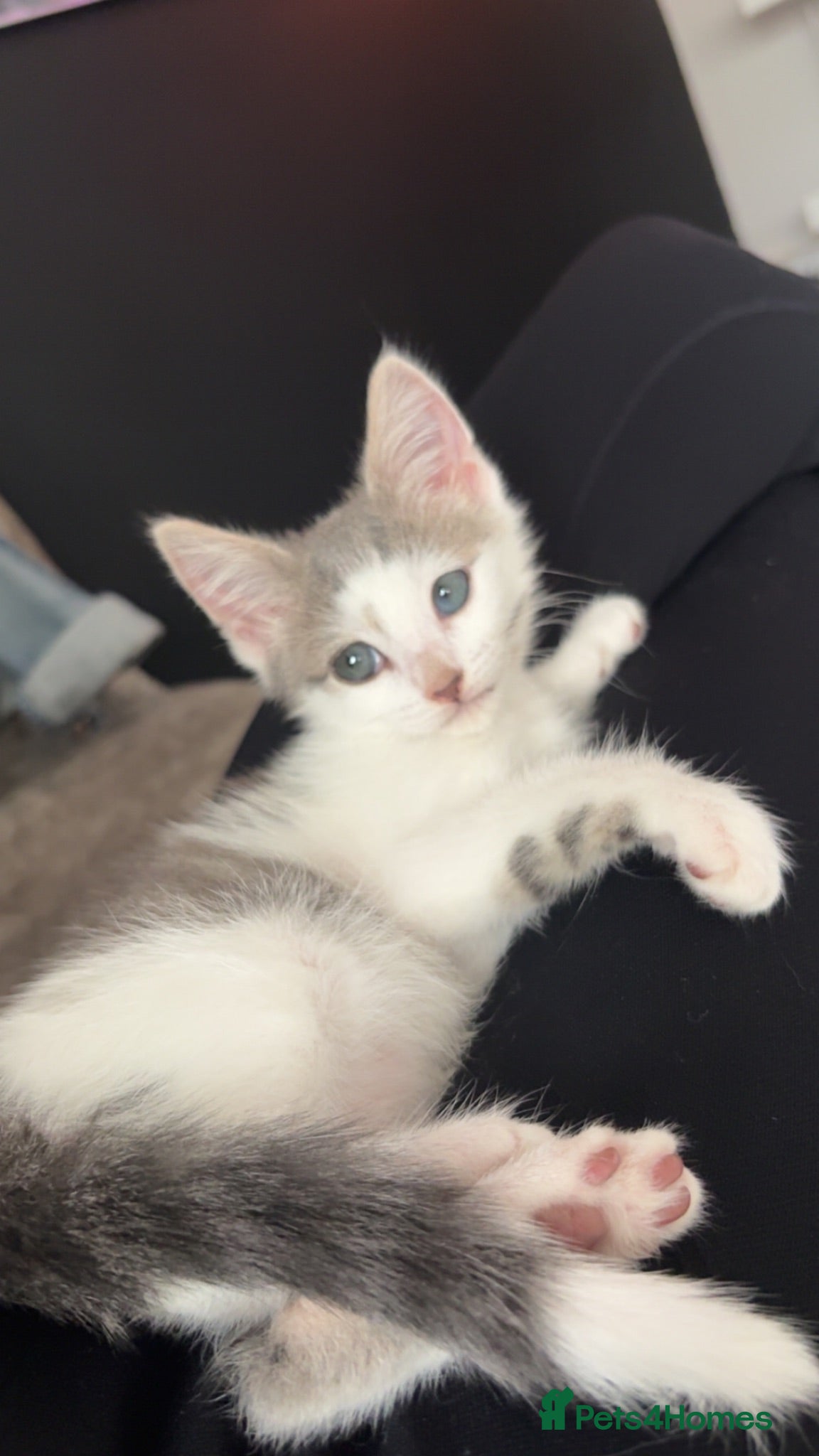Mixed Breed cats Last boy left  - Advert 5