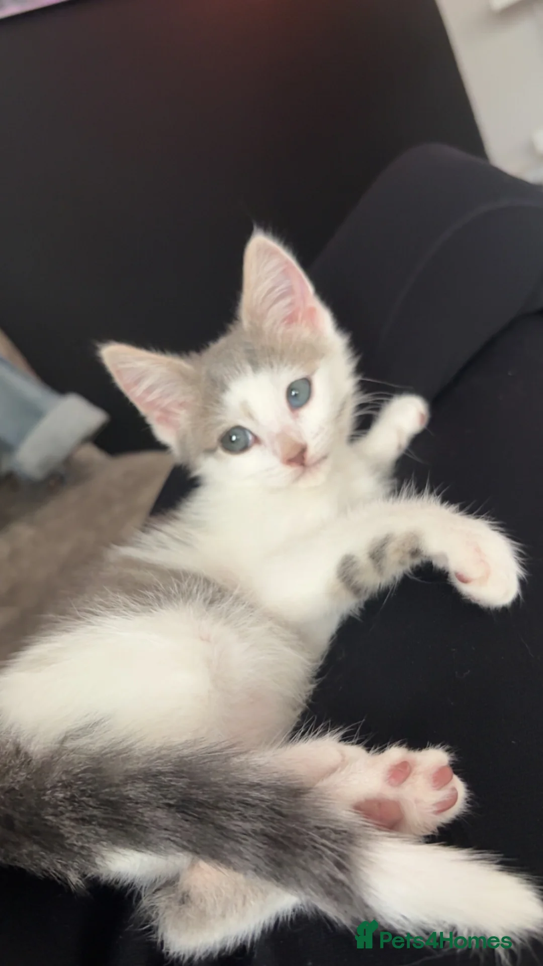Mixed Breed cats for sale: Last boy left  in Port Talbot - Advert 1