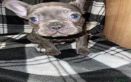 French Bulldog dogs for sale: Beautiful French bull dog puppies  - Advert 15