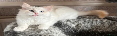 Ragdoll Kitten 1