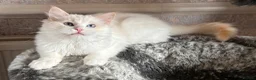 Ragdoll cats for sale: RED BICOLOUR FEMALE RAGDOLL  - Advert 8