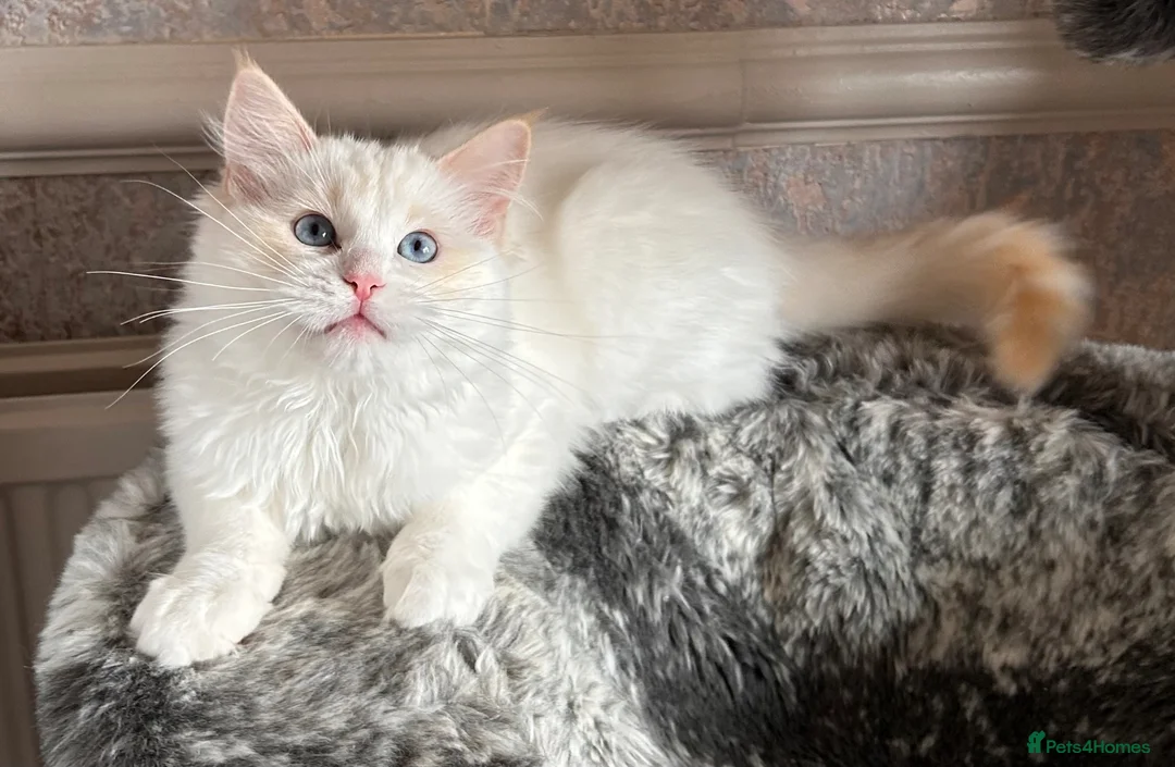 Ragdoll cats for sale: RED BICOLOUR FEMALE RAGDOLL  - Advert 8