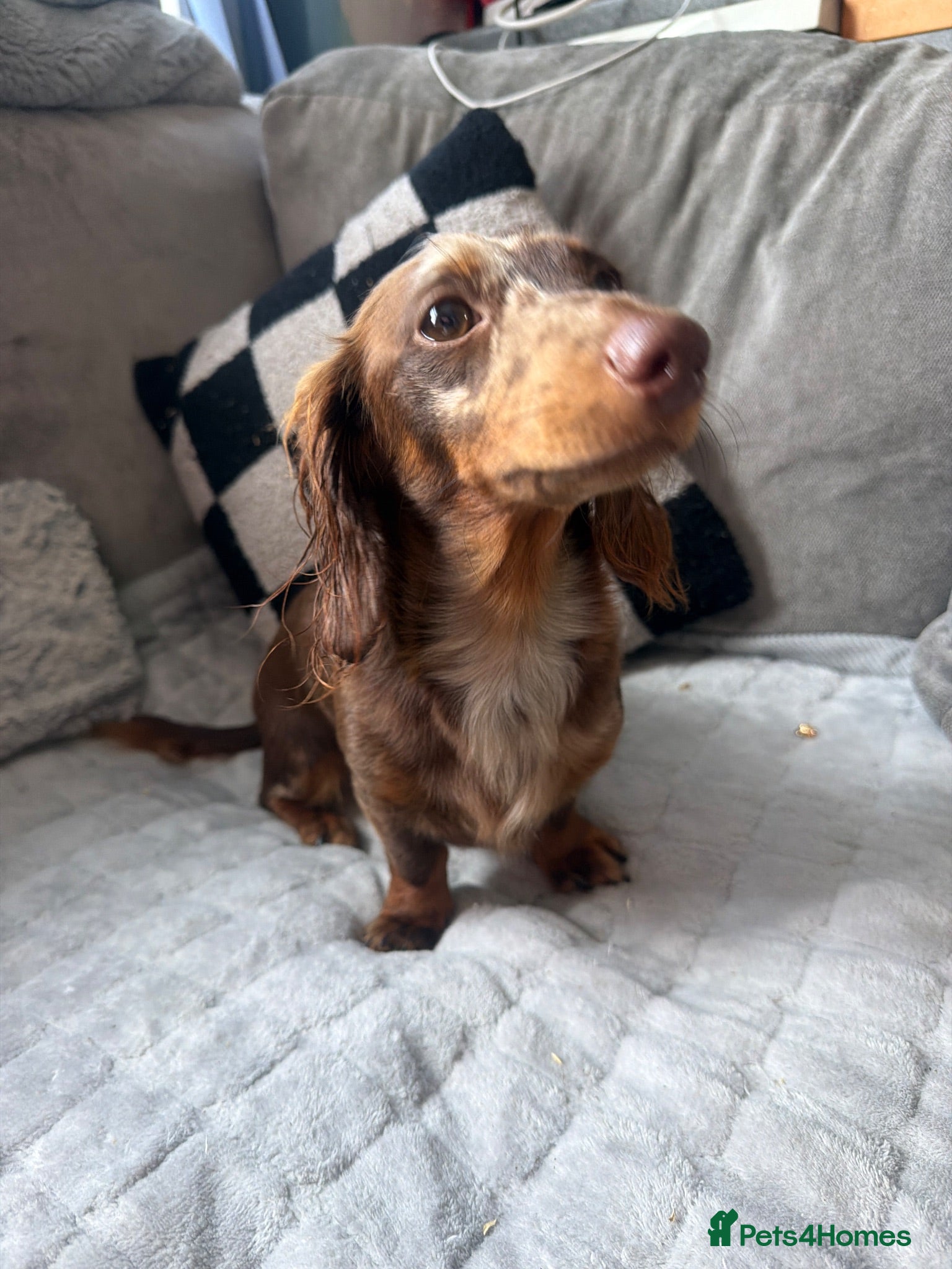 Miniature Dachshund dogs 1 year old miniature dapple long haired dashound - Advert 2