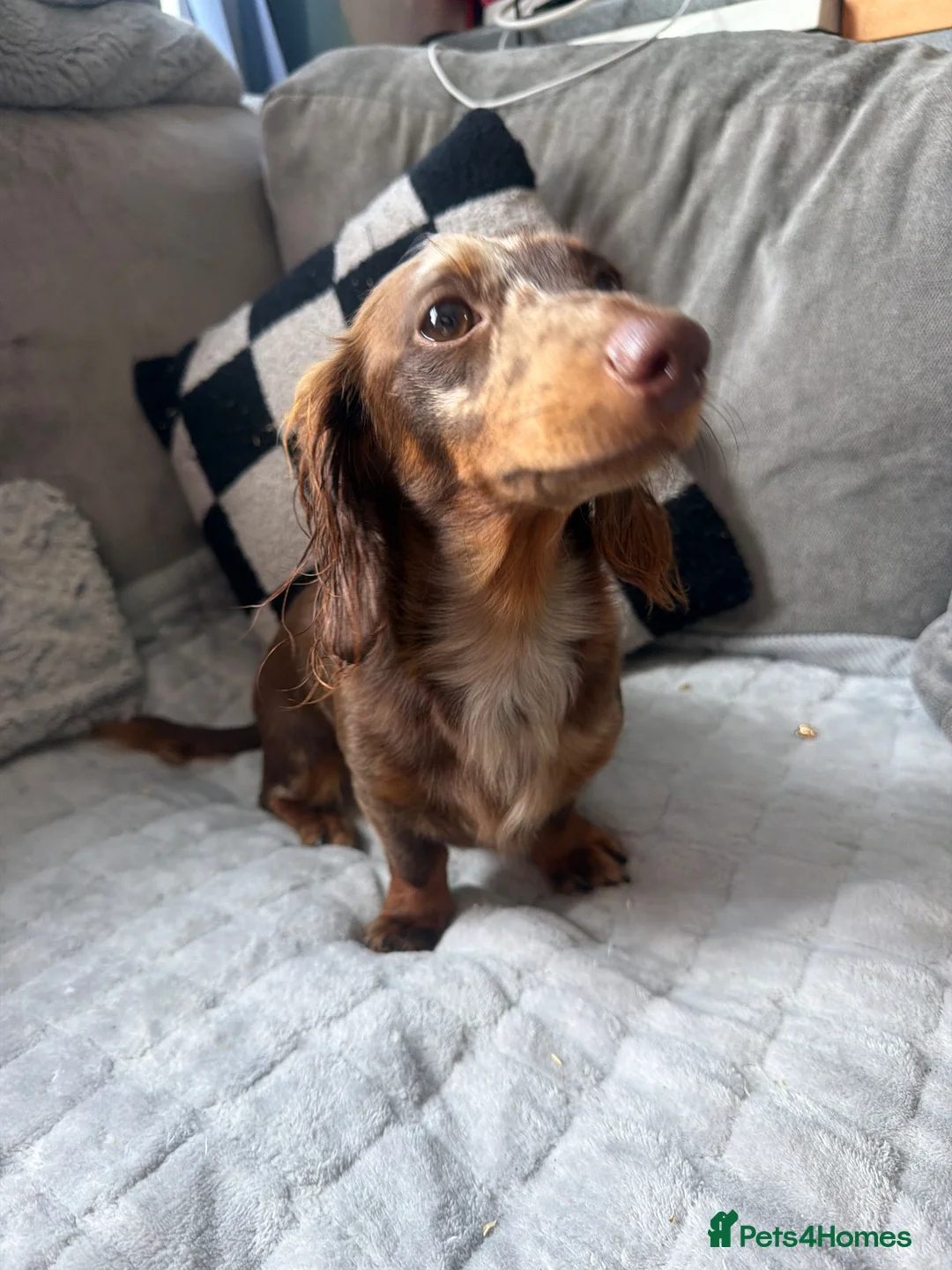 Miniature Dachshund dogs for sale: 1 year old miniature dapple long haired dashound in Newhaven - Advert 1