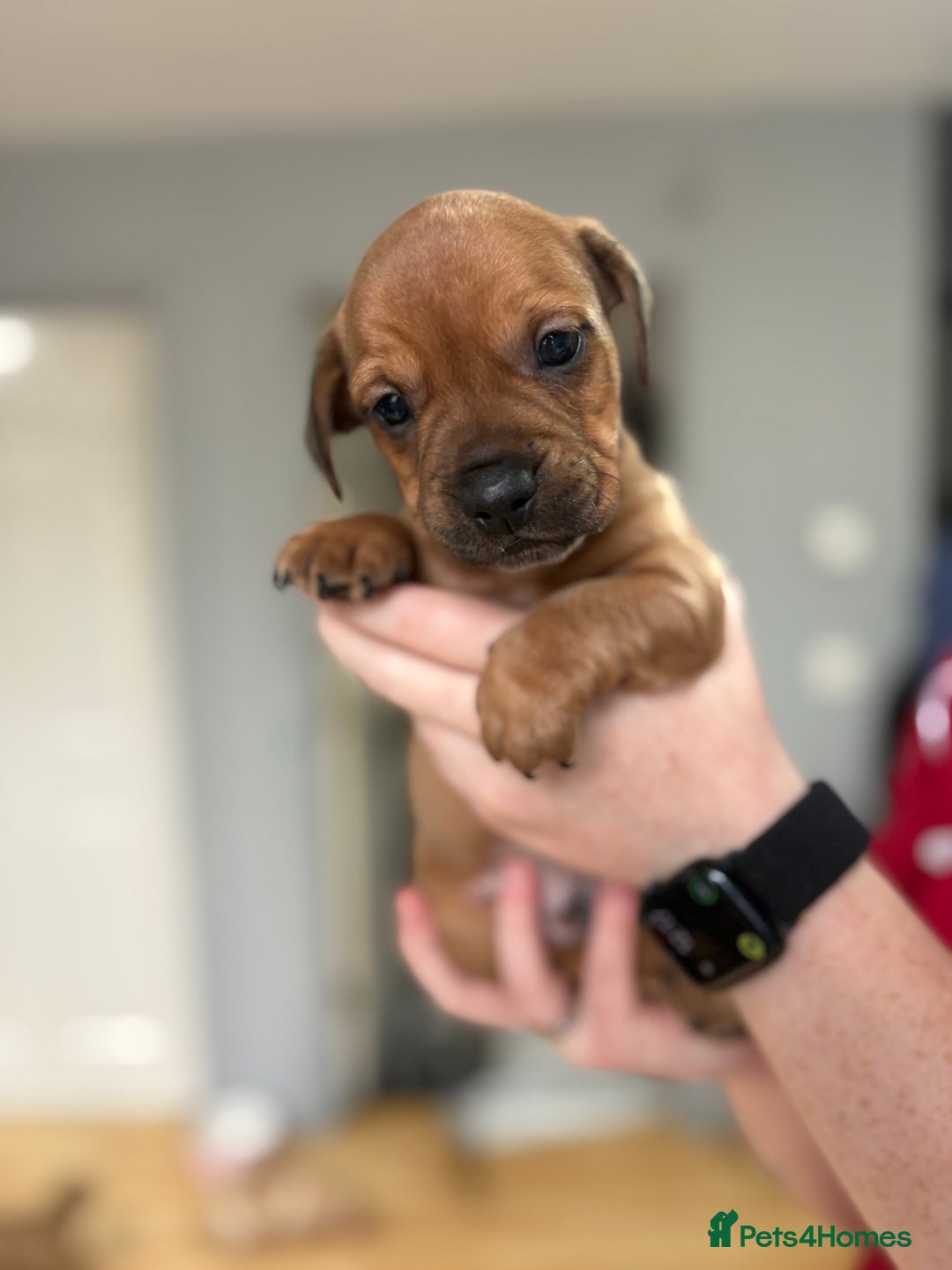 Mixed Breed dogs for sale: French bulldog x Dachshund  - Advert 1
