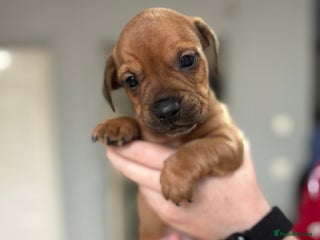 Mixed Breed dogs for sale: French bulldog x Dachshund - Advert 1