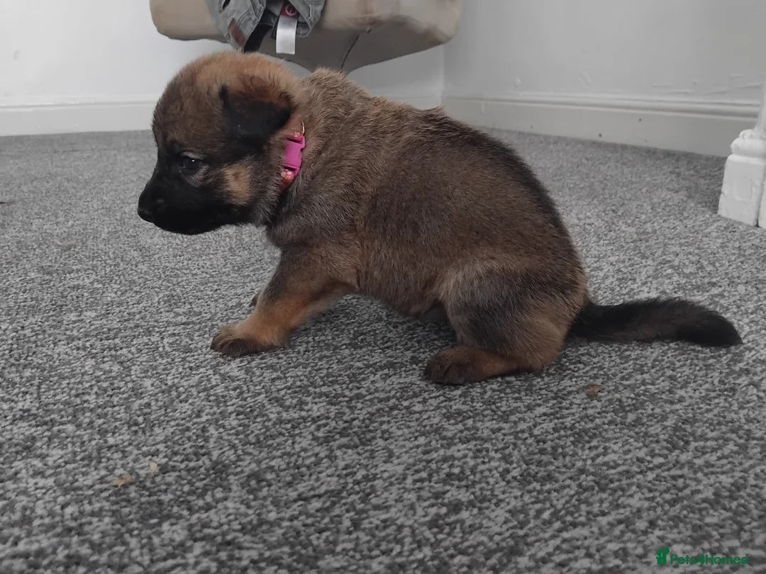German Shepherd dogs for sale: German shepherd Puppies - Advert 18