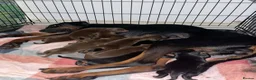 Dobermann dogs for sale: Gorgeous Doberman litter - Advert 26