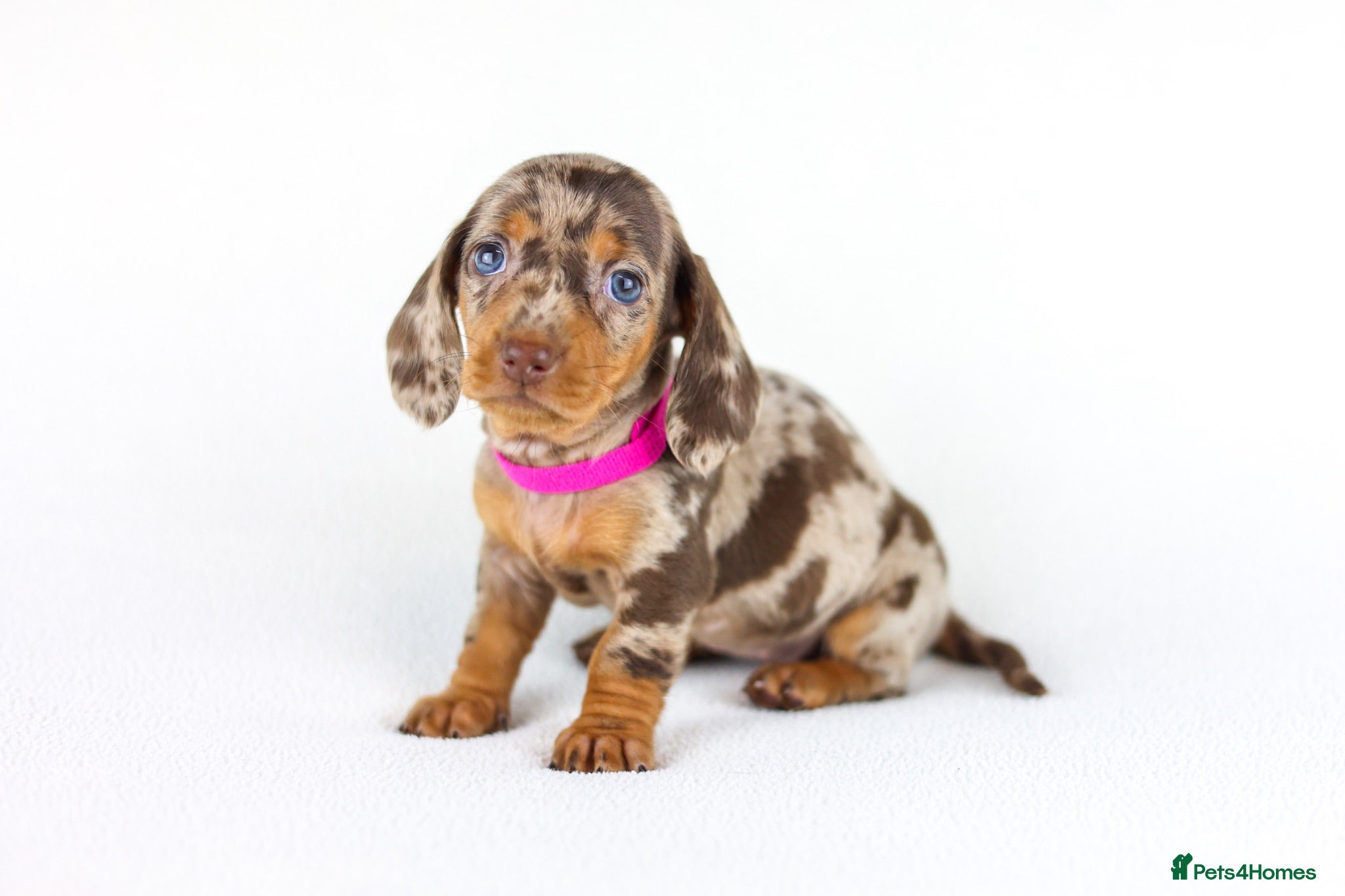 Miniature Dachshund dogs Short Haired miniature dachshund Puppy’s  - Advert 1