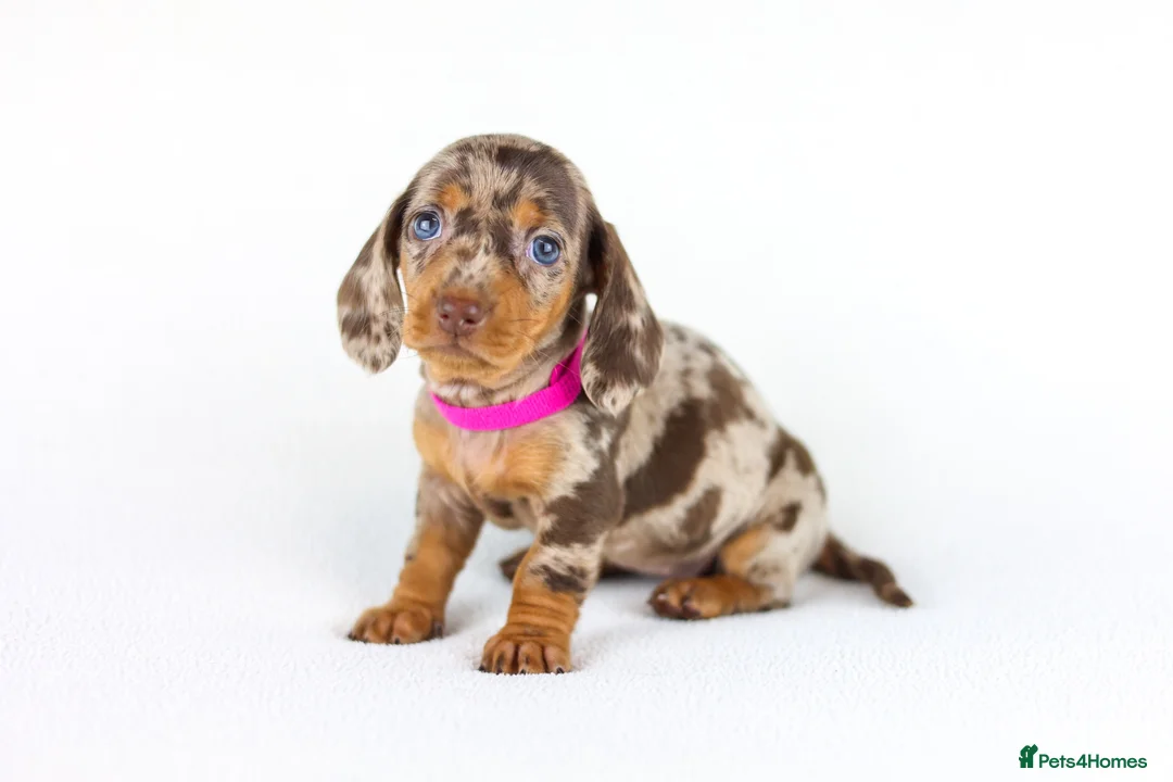 Miniature Dachshund dogs for sale: Short Haired miniature dachshund Puppy’s  - Advert 1