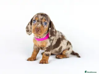 Miniature Dachshund dogs Short Haired miniature dachshund Puppy’s - Advert 2