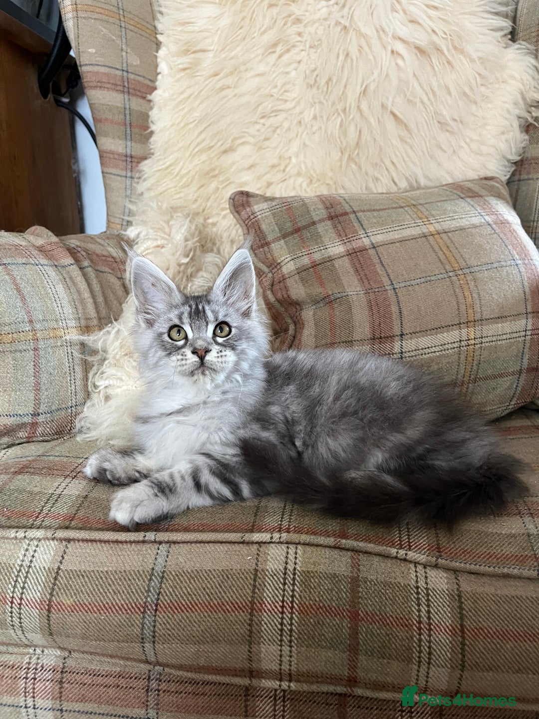 Maine Coon cats for sale: ⭐️Beautiful Maine Coon Kittens⭐️ - Image 20