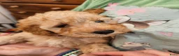 Mini Goldendoodle dogs for sale: Mini Goldendoodle Puppies - Advert 16
