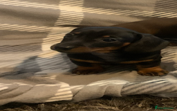 Dachshund dogs for sale: Daschund miniature  - Image 11