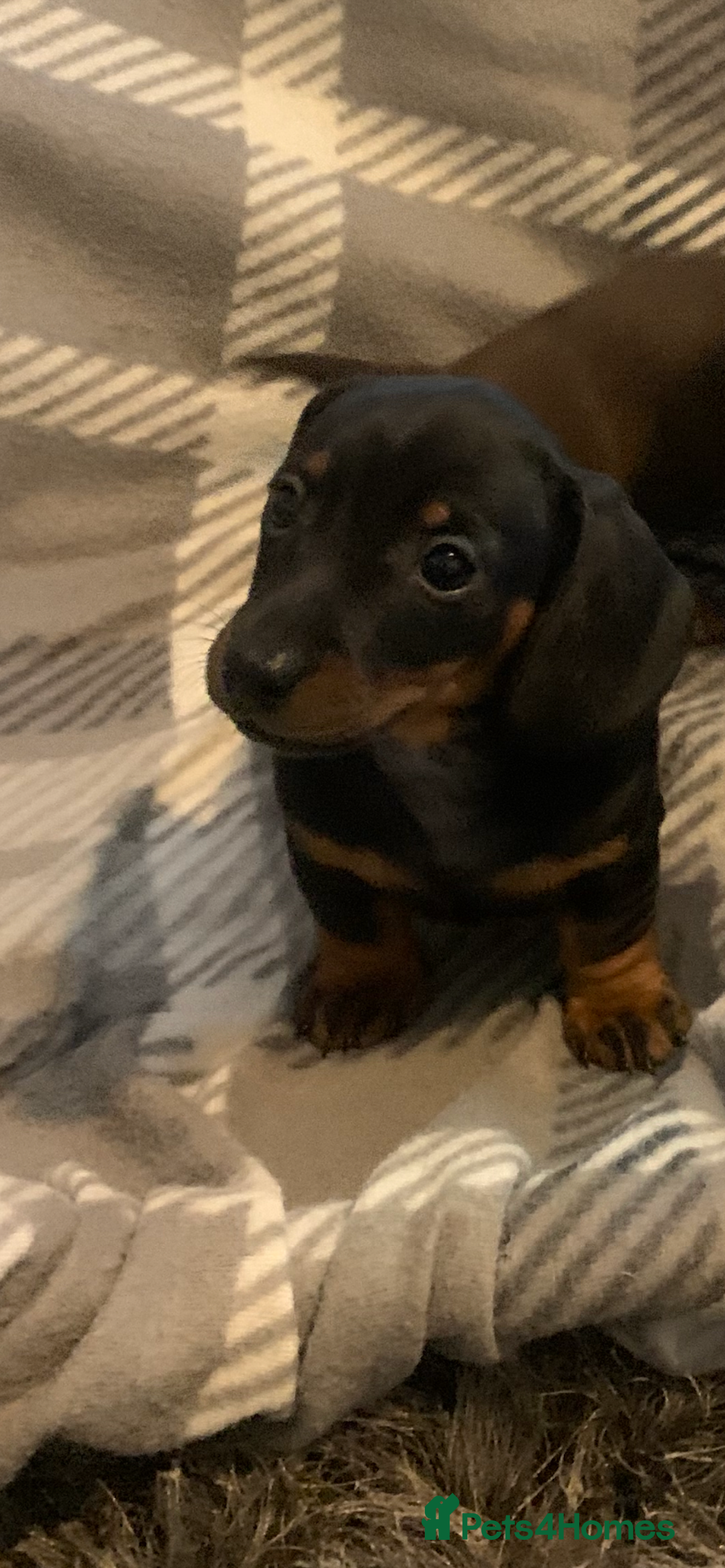 Dachshund dogs for sale: Daschund miniature  - Image 11