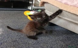 Ragdoll cats for sale: Beautiful kittens - Image 3