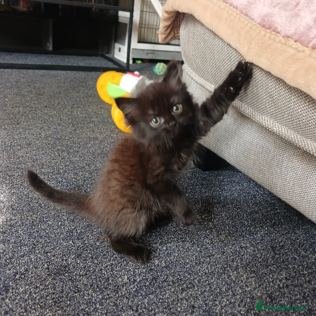 Ragdoll cats for sale: Beautiful kittens - Image 3