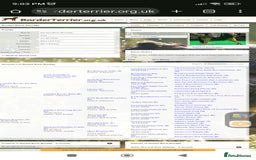 Border Terrier dogs for stud: Cool as a cucumber, Fab pedigree  - Image 4