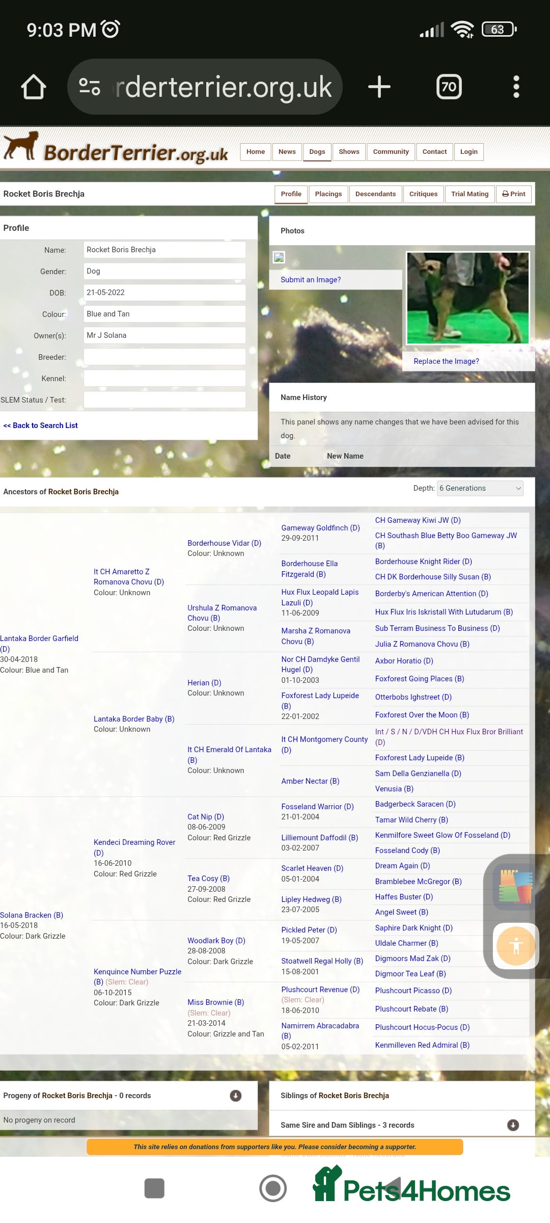 Border Terrier dogs for stud: Cool as a cucumber, Fab pedigree  - Image 4