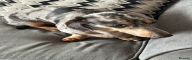 Dachshund Puppy 1