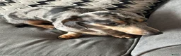 Dachshund dogs for sale: Daschund - Advert 3