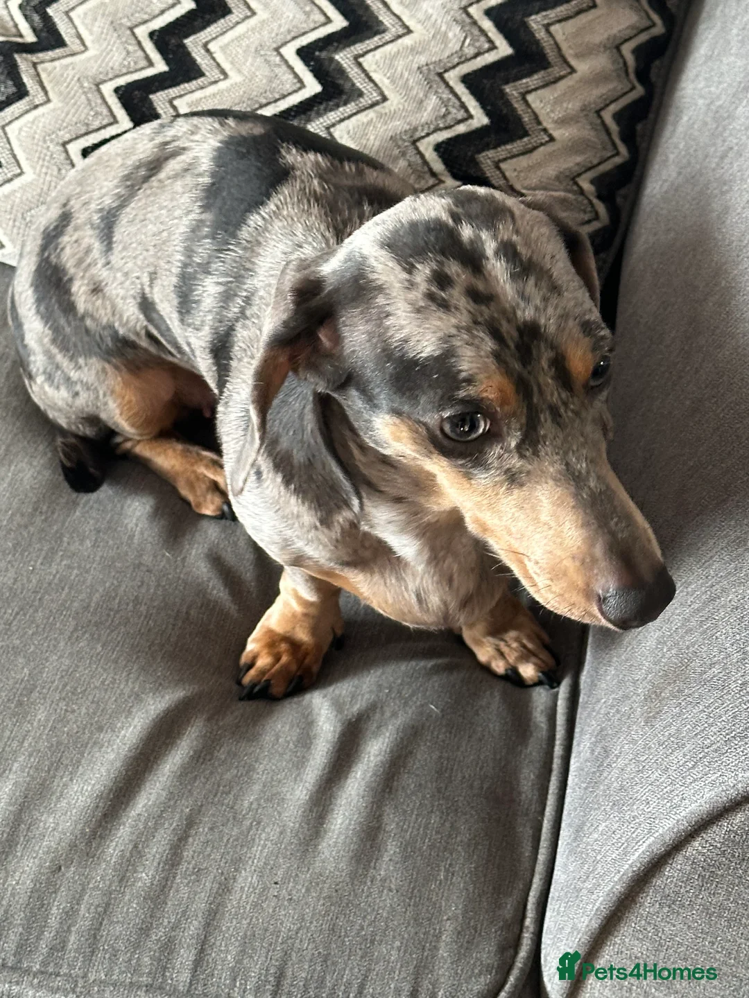Dachshund dogs for sale: Daschund - Advert 3
