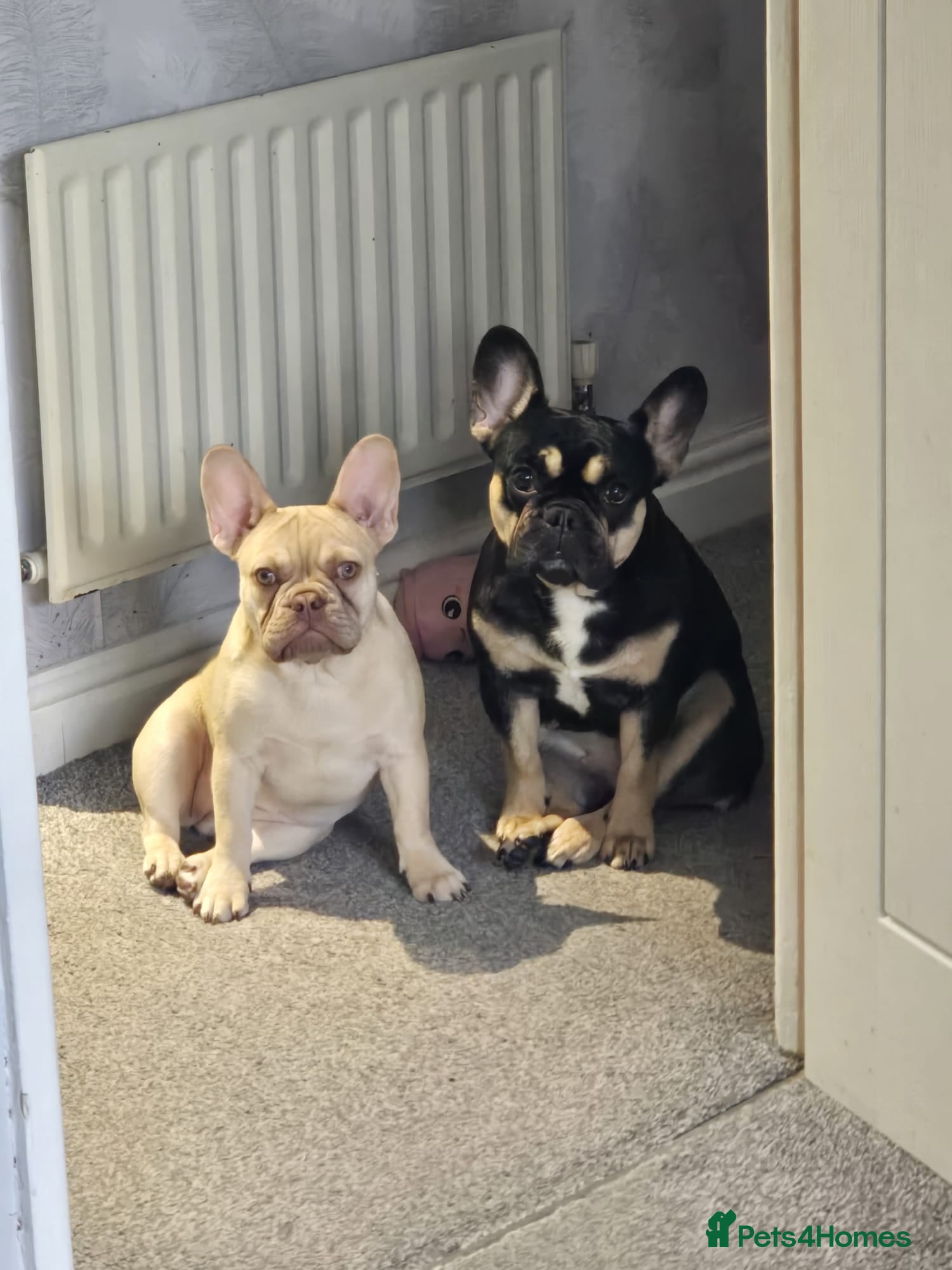 French Bulldog dogs 2 french bulldogs for sale (possibly together) - Advert 13