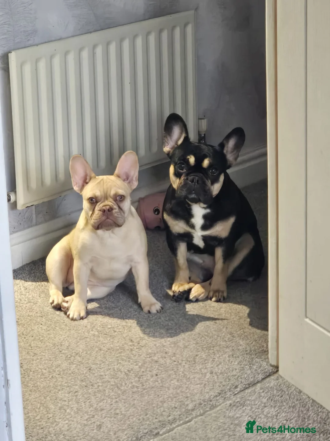 French Bulldog dogs for sale: 2 french bulldogs for sale (possibly together) in Runcorn - Advert 1