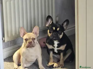 French Bulldog dogs 2 french bulldogs for sale (possibly together) - Advert 1