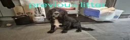 Cocker Spaniel dogs for sale: 6 stunning working cocker spaniels - Advert 19