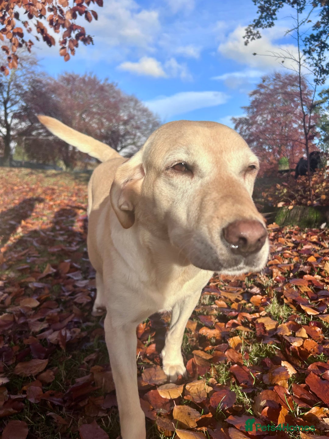 Labrador Retriever dogs for sale: Beautiful KC Reg Lab Pups - Advert 14