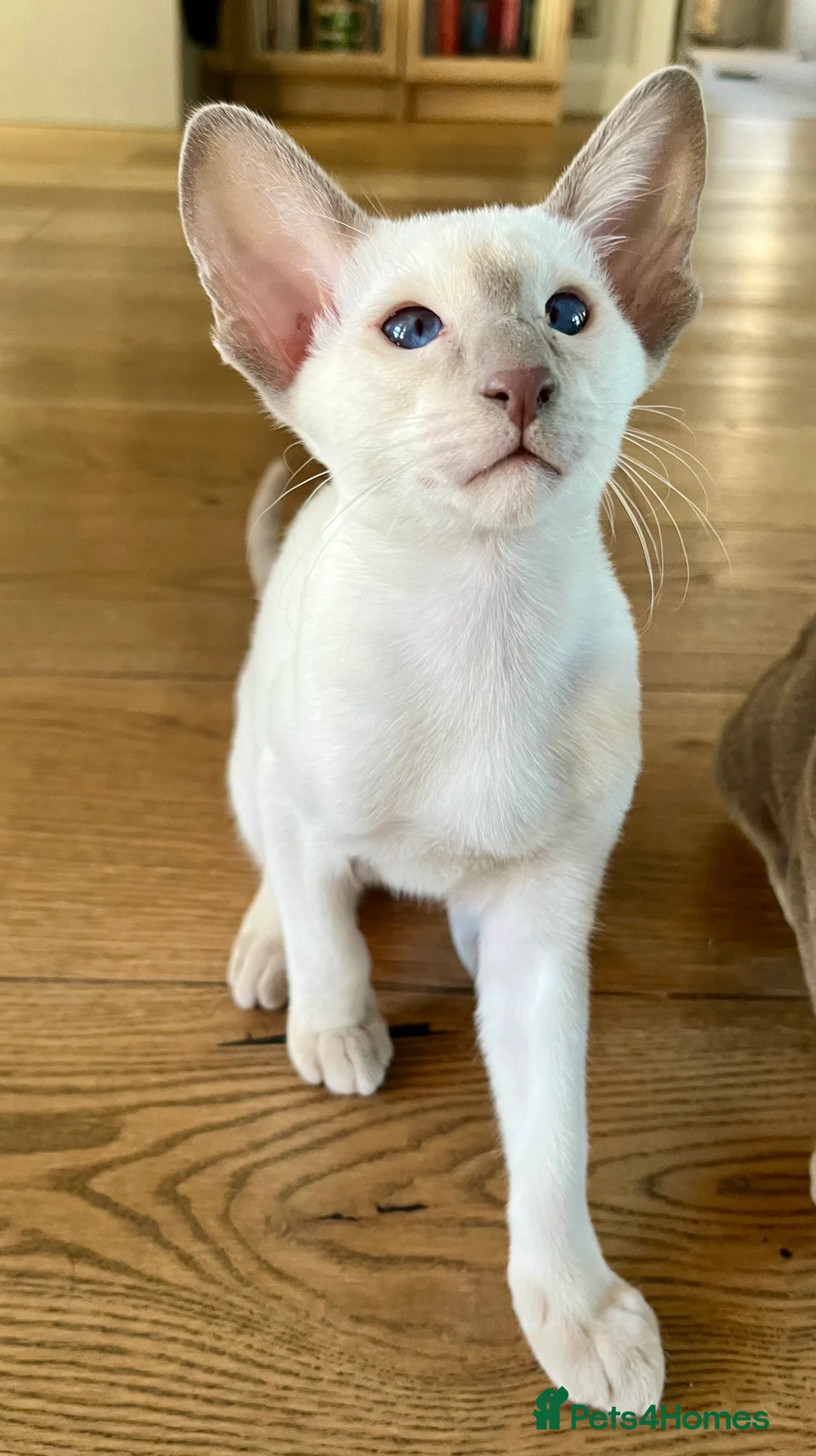 Siamese cats for sale: Supreme Pedigree Siamese kittens GCCF registered  - Advert 7