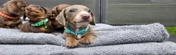 Dachshund dogs for sale: Dacshund Puppies Ready on 27/6!!! - Advert 21