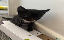 Mixed Breed cats for sale: 4 boy kittens left - Image 8