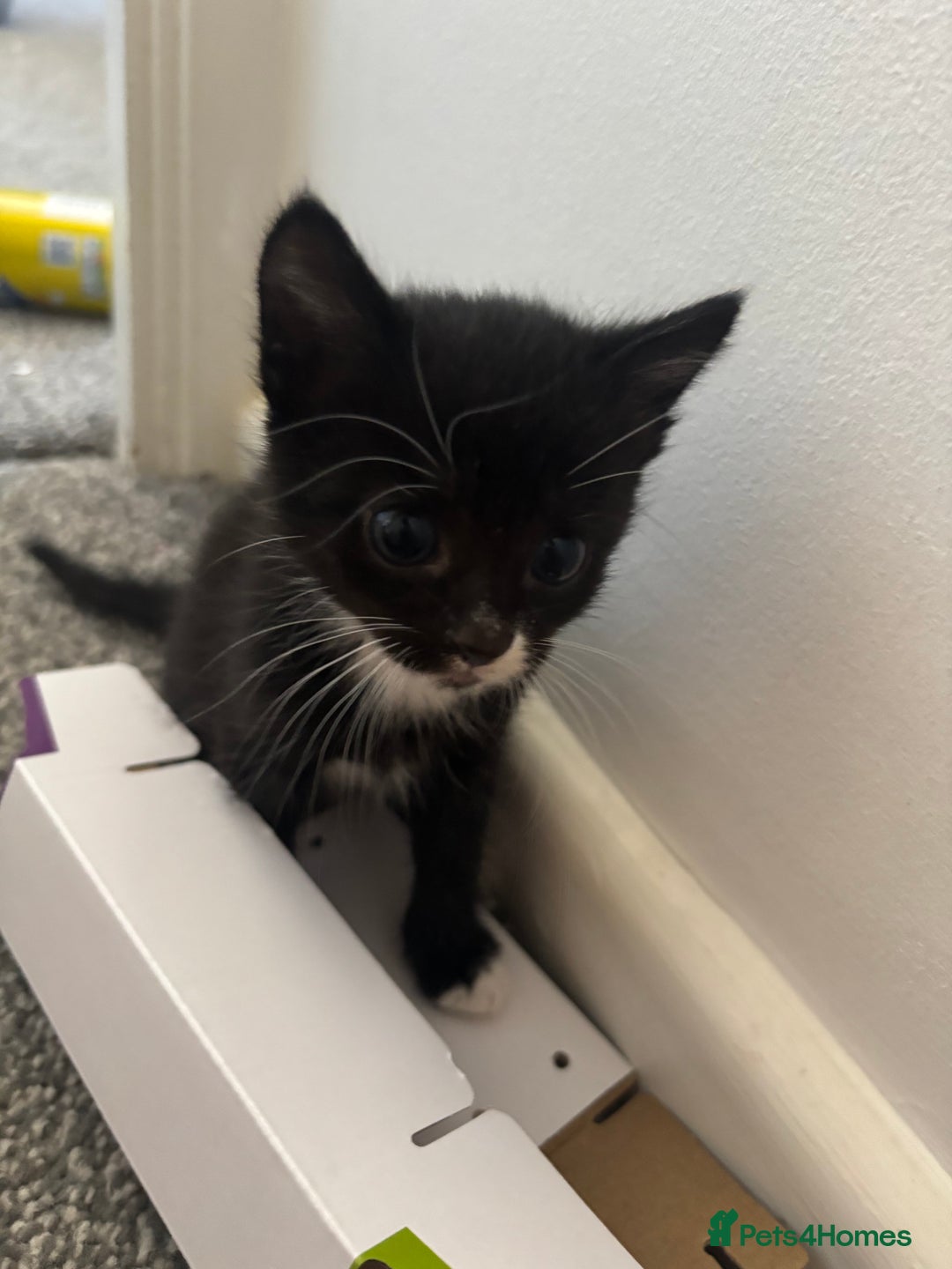 Mixed Breed cats for sale: 4 boy kittens left - Image 8
