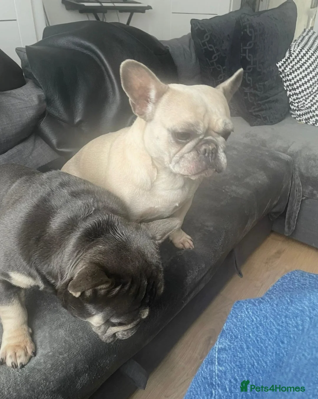 French Bulldog dogs for sale: 5yr old French Bulldog looking for a good home - Advert 4