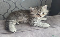 British Shorthair cats for sale: Norwegian forest cat x - Image 7