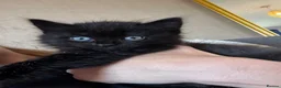 Mixed Breed cats for sale: Fluffy black boy left! in Bridgend - Advert 3