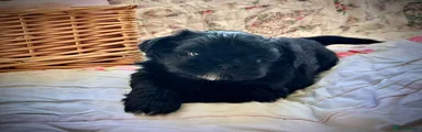 Shih Tzu 1