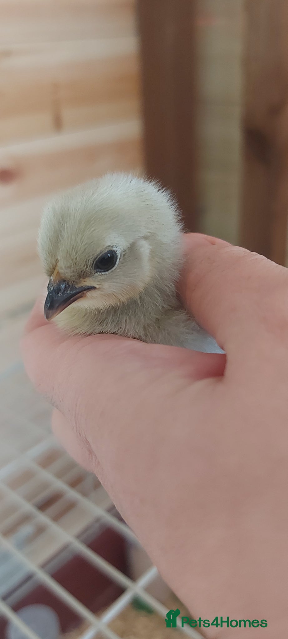 Chickens poultry Bantam chicks *sablepoot, wyandotte, pekin bantam* - Advert 1
