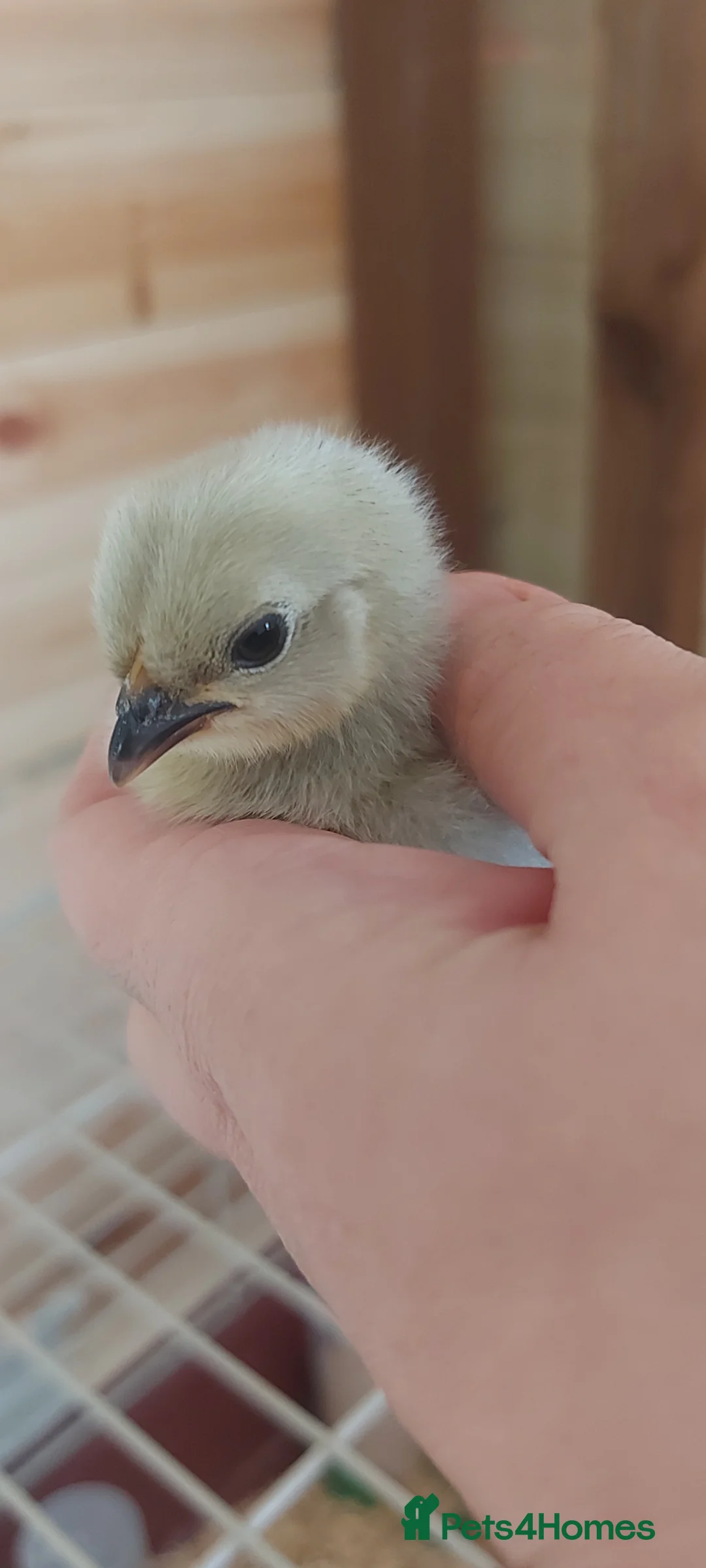 Chickens poultry for sale: Bantam chicks *sablepoot, wyandotte, pekin bantam* - Advert 1