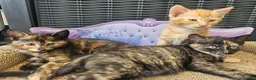 Mixed Breed cats for sale: Beautiful mixed ginger calico kittens for sale - Advert 8