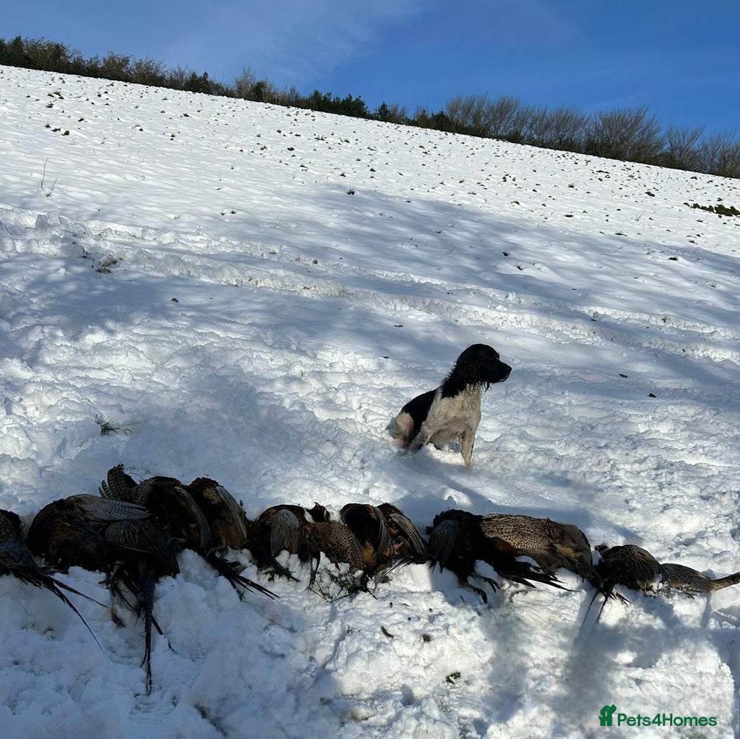 English Springer Spaniel dogs for stud: Lord Shiya at Stud - Advert 4