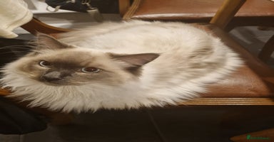 Ragdoll cats - Advert 13